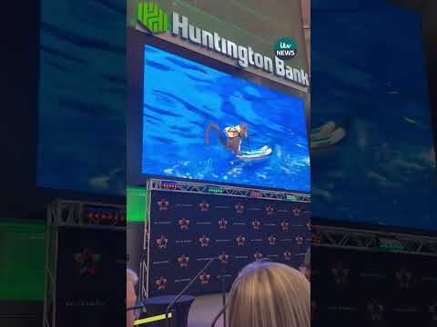 This movie star squirrel was spotted water-skiing at a US shopping centre
