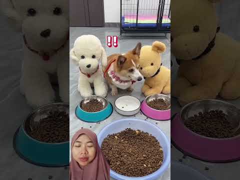 MAKAN SIANG BERSAMA ‼️ #cute #funny #shortvideo #maianananak #fypシ #viralvideo #shorts