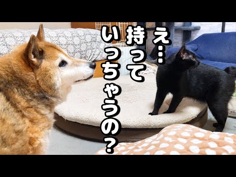 猫たちの愛用するこたつとバイバイすると何故か柴犬が一番寂しそう...笑