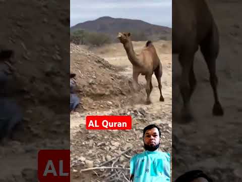 AL Quran #tilawat #shortvideo #viralvideo