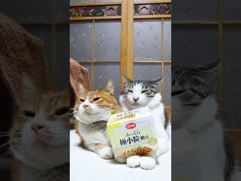 猫の動画サムネイル - ＣＯ・ＯＰ ふっくら極小粒納豆　250525　#のせ猫　#納豆 #cat #ねこ #ネコ #cute #猫のいる暮らし