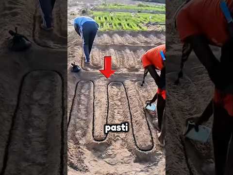 😳 Cara Tanam Paling Aneh di Dunia, Tapi Hasilnya Mengejutkan! #shorts