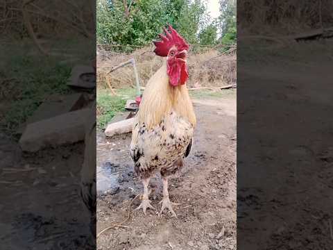 cock crowing sound #rooster #chicken #birds