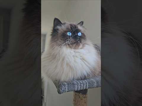 Do you know 😱😱😭 ??#funnycats #cat #shorts #viralvideo #kitten @stampycat