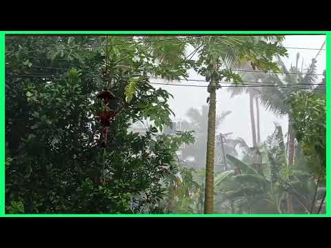 Habeebi... Come to Kerala. #india #livefromkerala #yellowalert #thrissur #beautyofrain #rainmusic
