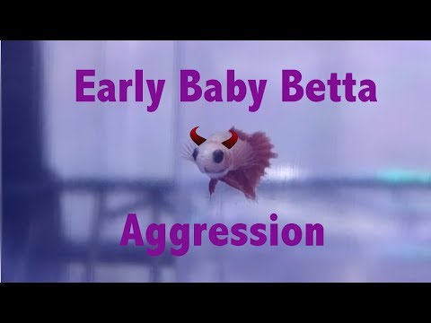 Early Baby Betta Aggression I discuss baby betta aggression, how to spot it early and what you can do about it.





Music_

Uku