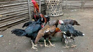 Peternakan Ayam Aduan Terbesar Di Indonesia