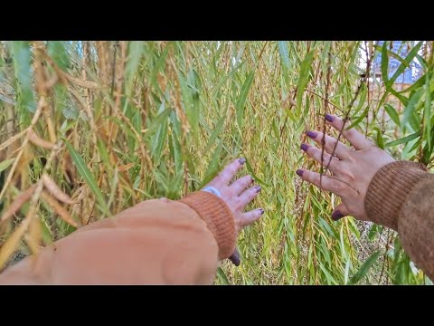 Outdoor Walk Around Nature ASMR 🐿️