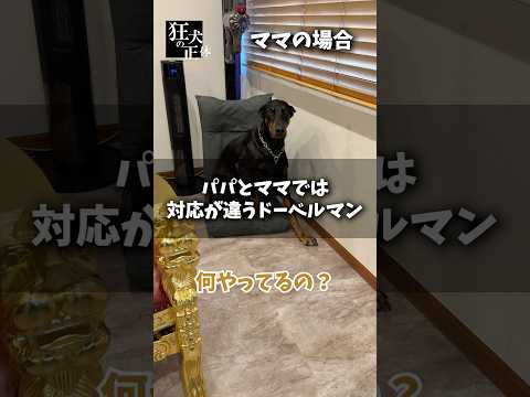 空気を察するドーベルマン