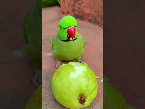 amazing talking parrot mithu eating fruit 🍑 #petbird #nonstoptalkingparrot #talkingparot #eatingshow