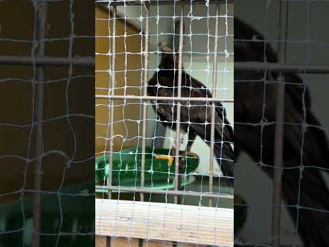 #shorts ニホンイヌワシの風くん　大森山動物園　IMG 4690 サムネイル