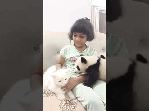 Panda, Kittu and Ayu in Motion. #cute #funny #pets #love #cat