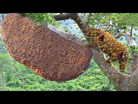 38 Moments When Bear Climbed Tree To Steal Honey From Swarm Of Ferocious Bees And What Will End Be?