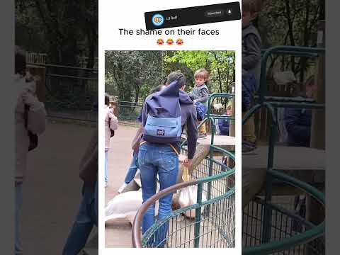 Pelicans get embarassed real bad#funny #pets #cute #funny #sad #animals #dogs