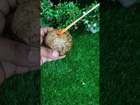 টক ঝাল কদবেল মাখা 🤤 #কদবেল #food #shortsvideo #shortfeed #foodvideos #viralfood #viral #viralshorts