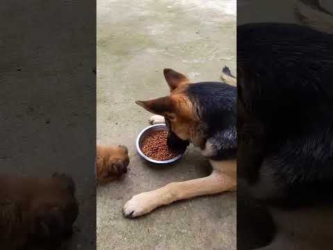 Brave Puppy Challenges a German Shepherd for Food—You Won’t Believe What Happens! 🐶🍴🐕