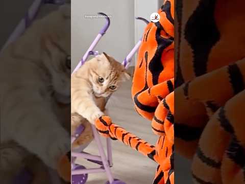 猫の動画サムネイル - しっぽでハンドル！？猫のドリフト｜PECO