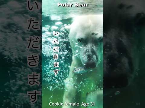 【魚大好き】クッキー31歳の生活 #ホッキョクグマ#Polarbear #shorts