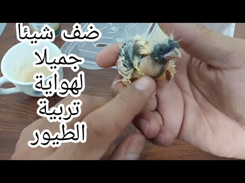 إذا كانت لديك فراخ من إنتاجك فلا تضيع هاته الفرصة / تزاوج و إنتاج طيور الكناري 🐦🐣