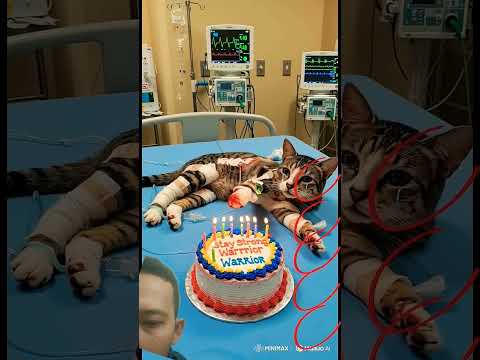 Show your miracle, God, and please grant healing to this cat