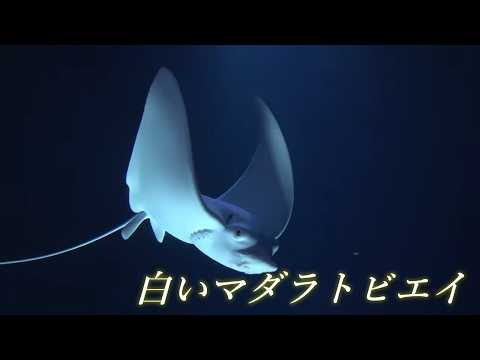 白いマダラトビエイ（白変種）【うみたまご】