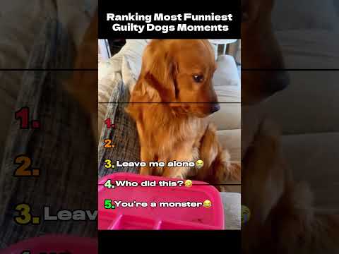 ranking guilty dogs moments 😂