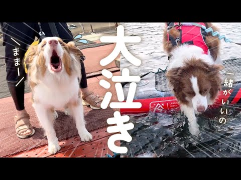 はじめてSUPしたらママと離れたくない犬達が大泣きしてしまいました💦【ボーダーコリー・オーストラリアンシェパード】