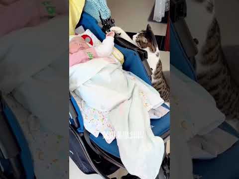 Cat and baby love. #cat #funny #cute #pets #catlovers #love