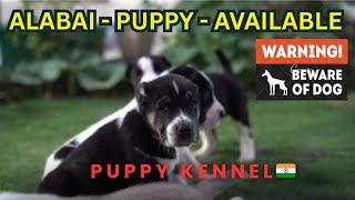 Alabai Puppy Available in India 🇮🇳  || दुनिया के सबसे शक्तिशाली कुत्ते भारत में पहली बार .