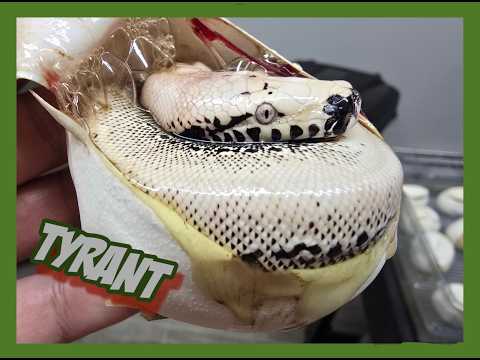 INSANE NEW BLOOD PYTHON COMBOS!