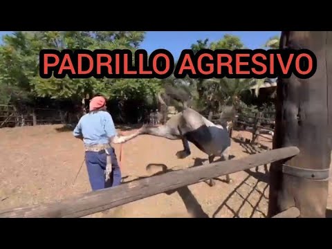 INCREÍBLE DESAFÍO DE TRANSFORMAR UN PADRILLO AGRESIVO EN CONFIABLE EN UNA CAPACITACIÓN #horseman #