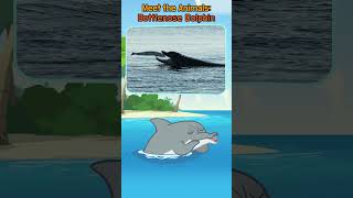 Meet the Bottlenose Dolphin! 🐬 | Fun Dolphin Facts for Kids | #shorts | Little Fox