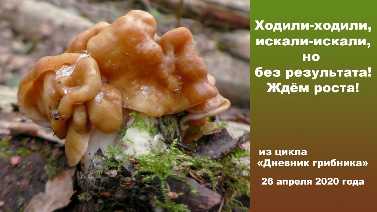 Ходили-ходили, искали-искали, но без результата! 26 апреля 2020 года