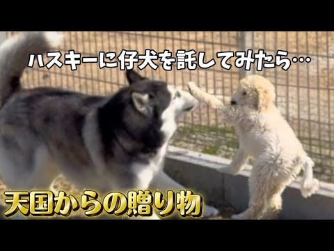 【新たな仲間】赤ちゃんが好きすぎるハスキーに仔犬を会わせてみたらこうなりました…天国からの贈り物