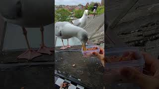 My Pet Seagull Didn't Eat His Tuna...