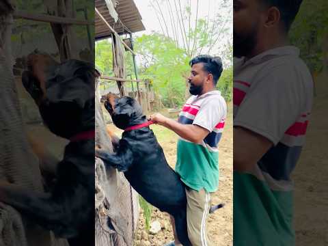 Rottweiler’s Sudden Target Strike Will Shock You 😱 #Trending #Rottweiler #DogAttack #ViralVideo