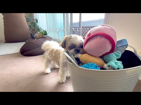 【シーズー】お外ではおじぃちゃんなのに、お家では元気ハツラツなのなんで？w w w【犬Vlog】