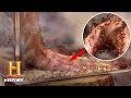 Harvester Ants and Their Painful Stings