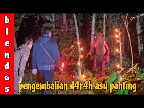 ASU PANTING KEMBALI KEHABITAT ASLINYA
