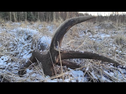 Zrzuty jelenia, mocna i ciekava tyka 3,6 kg./Red stag antler, a big and interesting one