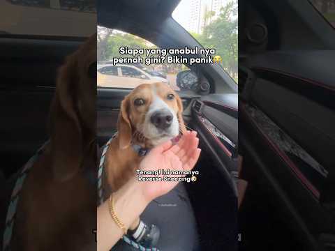 JANGAN PANIK‼️ INI CARA MENGATASI REVERSE SNEEZING ANABUL🐶 #shorts #anjinglucu