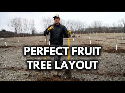 Pro’s Guide to Spacing Fruit Trees When Planting an Orchard