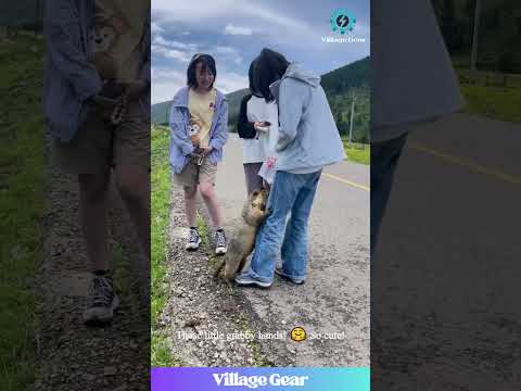 "GIVE ME SNACKS!" 🥺 This Adorable Marmot Begging for Food Will MELT YOUR HEART! #marmot #animal