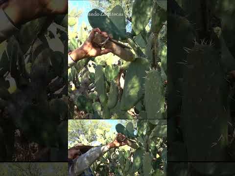 Tenaza de RANCHO, echa de quiote para cortar las tunas