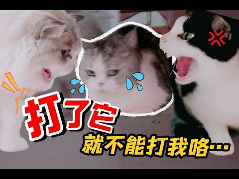 网红猫同吃年夜饭，原形毕露彻底撕破脸！？｜花花与三猫 Cat Live