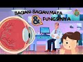 Fungsi dan Struktur Mata Manusia