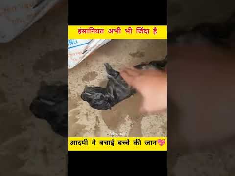 आदमी ने बचाई कुत्ते के बच्चे की जान💖 #humanity #shorts