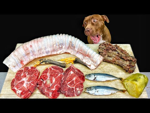 ASMR MUKBANG PITBULL EATING RAW FOODS
