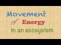 Ecosystem Energy Flow and Roles