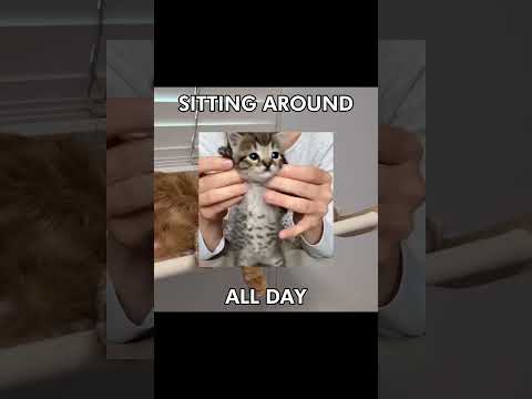 SUGAR #cat #funny #catlover #systemofadown #catcore #mycore #cute